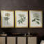 Antique Turpin Botanical VII - Toile tendue avec châssis sur mesure - 3 pièces-347854239-347854209
