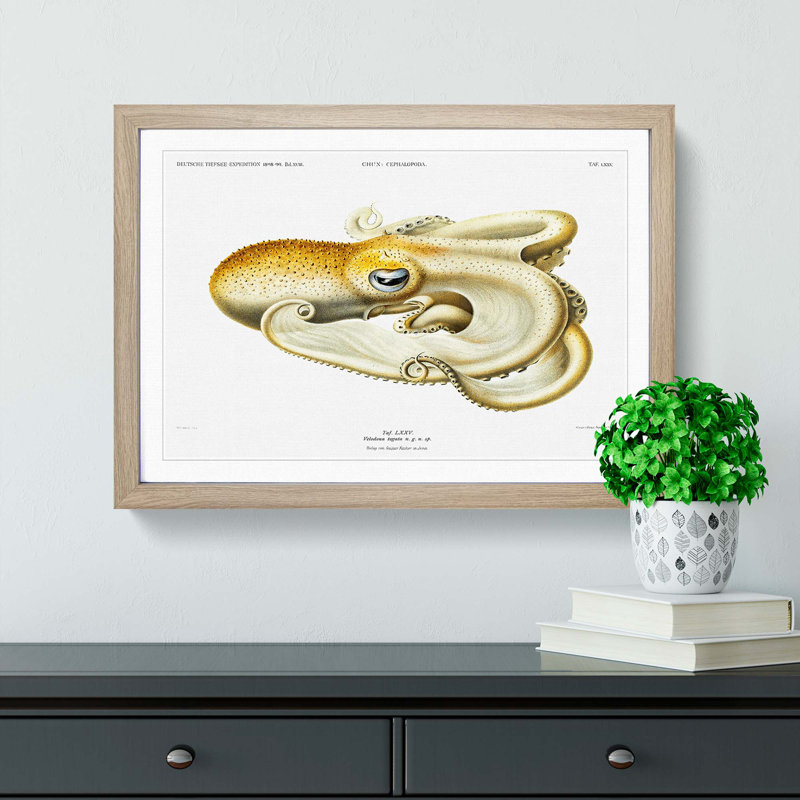 Velodona Octopus by Carl Chun - Picture Frame Painting Print, 27cm H x 36cm W x 2cm D, Oak Framed