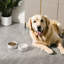 Anti-Skid Pet Bowl