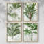 Lace Palms I, ensemble de 4 reproductions encadrées-557233221-557233227