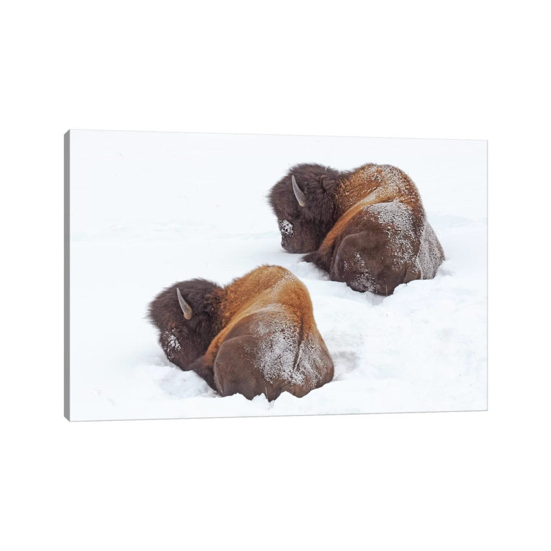 Sleeping Bison by Brian Wolf - Wrapped Canvas Print, 20.32cm H x 30.48cm W x 1.91cm D