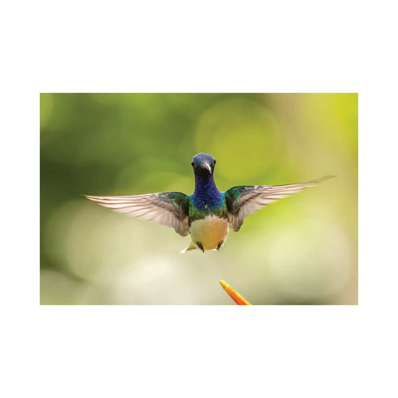 Costa Rica, Sarapique River Valley. Male White-Necked Jacobin Flying. by Jaynes Gallery - Wrapped Canvas Print