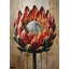 Gilded Protea
