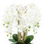 Orchid Arrangement in Round Fiberstone Pot-1233830117