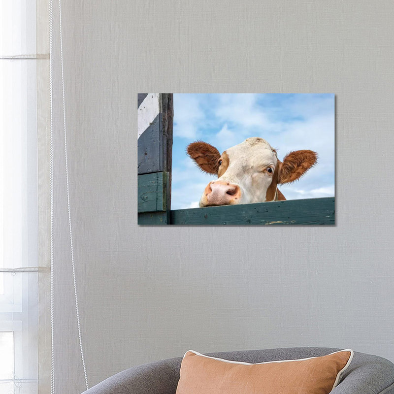 «Peeking Cow» par Clara Bastian - reproduction de photo sur toile tendue, H 40 po x l 60 po x P 1,5 po
