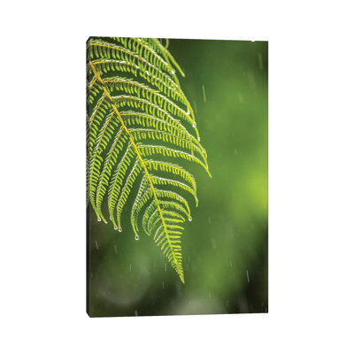 Costa Rica, Sarapique River Valley. Fern In Rain. by Jaynes Gallery - Wrapped Canvas Print