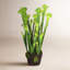 Faux Plant-969807732