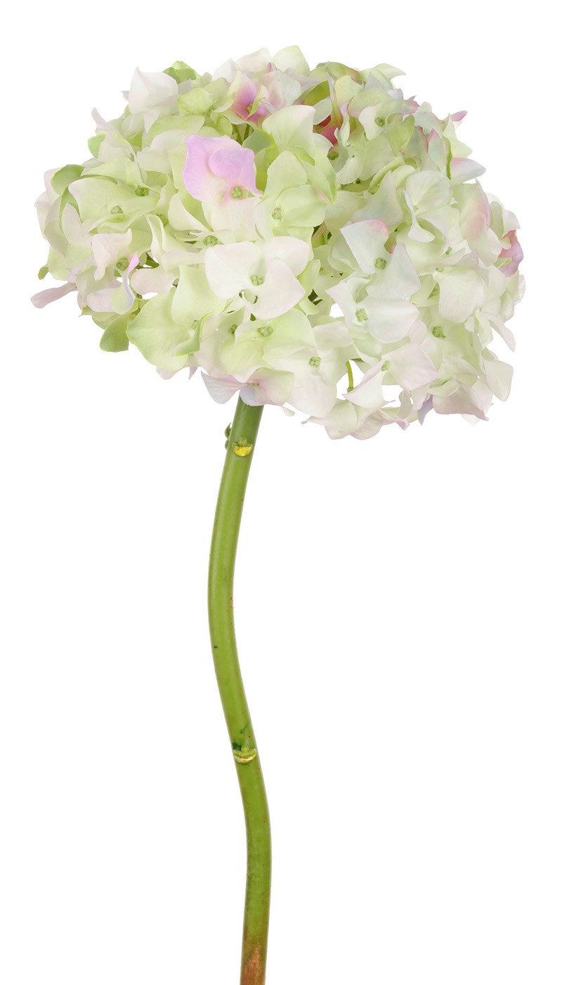 Winward Silks HYDRANGEAWITHOUT LEAF STEM Perigold