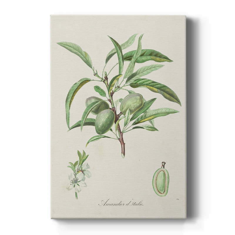 Amande antique botanique III - galerie Cavas sur mesure, H 27 po x l 18 po