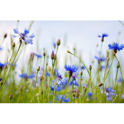Aphan Wild Cornflowers - Wrapped Canvas Print