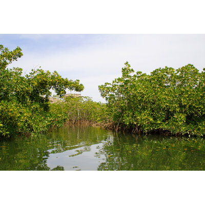 Green Mangroves 1 Piece Wrapped Canvas Wall Art