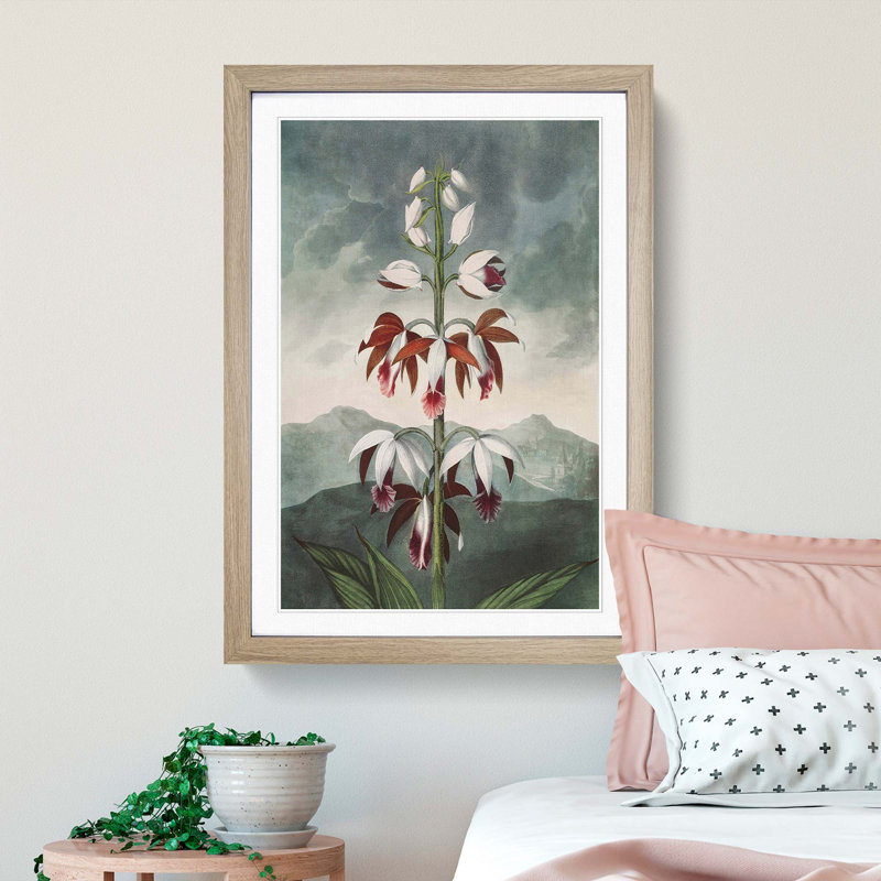 Chinese Limodoron Plant by R.J. Thornton - Picture Frame Painting Print, Oak Framed, 48cm H x 36cm W x 2cm D