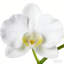 Arrangement floral artificiel-1236945547-1236945589