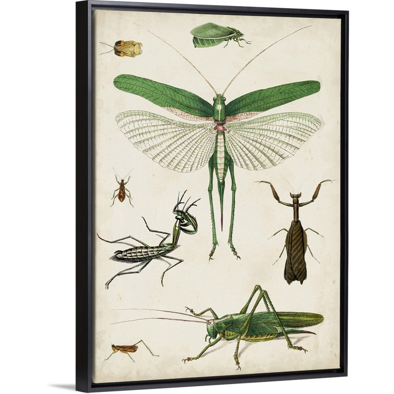 Art sur toile bugs kids, Cadre pour toile flottant noir, H 24 po x l 18 po x P 1,2 po