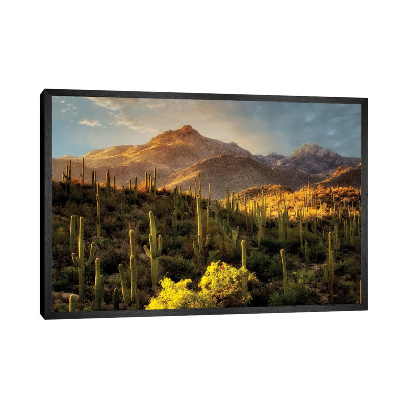 Desert Beauty by Dennis Frates - Print on Canvas, 45.72cm H x 66.04cm W x 3.81cm D, Black Framed