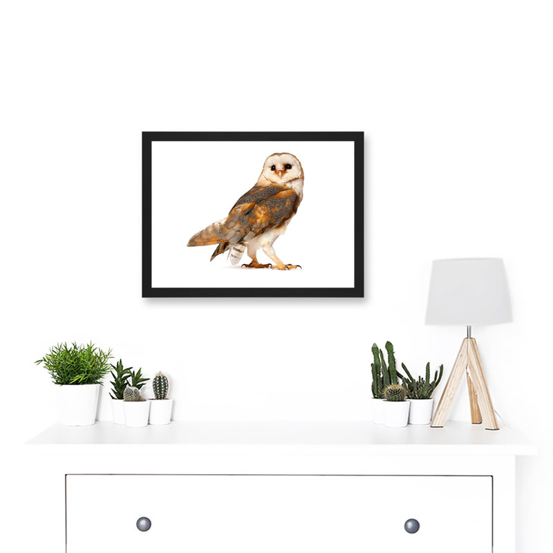 Photo Barn Owl Alba Bird Of Prey - Single Picture Frame Print
