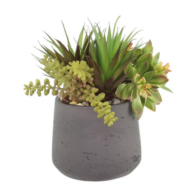 Plantes succulentes Echeveria et Jade Bead disposées en pot de Fiberstone
