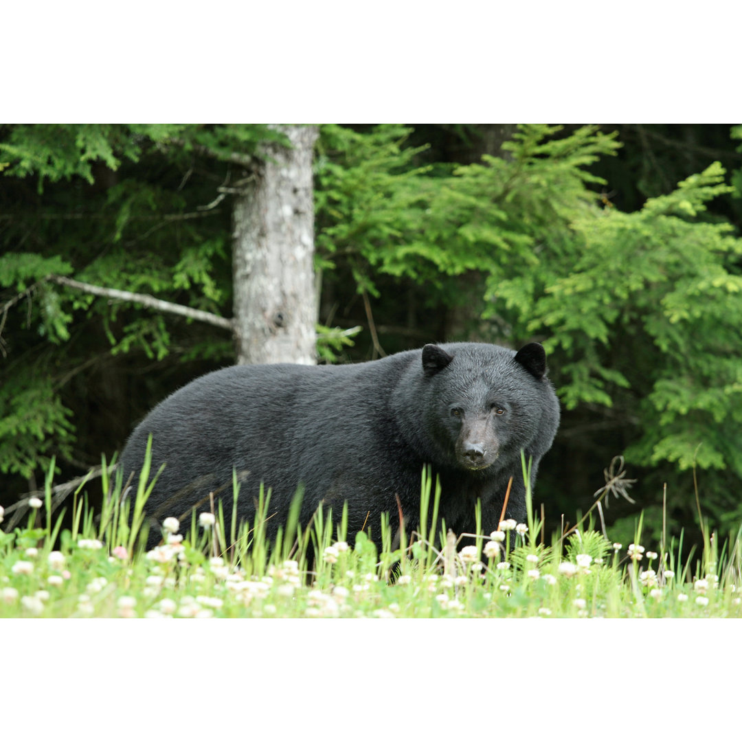 Schwarzbär im Wald von JurgaR - Druck