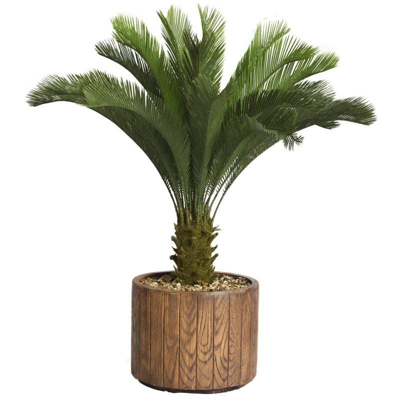 Palmier Cycas Panama