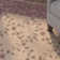 Godfrey Floral Indoor Rug