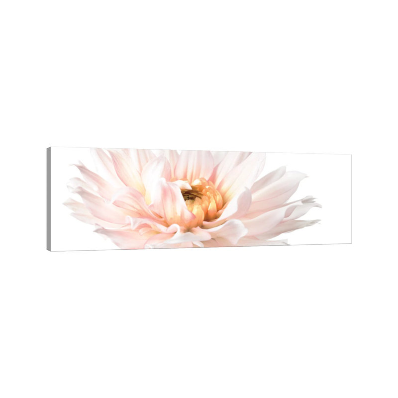 Blush Pink Dahlia II by Christine Zalewski - Wrapped Canvas Panoramic Print, 121.92 cm H x 40.64 cm W x 1.91 cm D