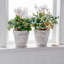 Pot Planter-2072116369