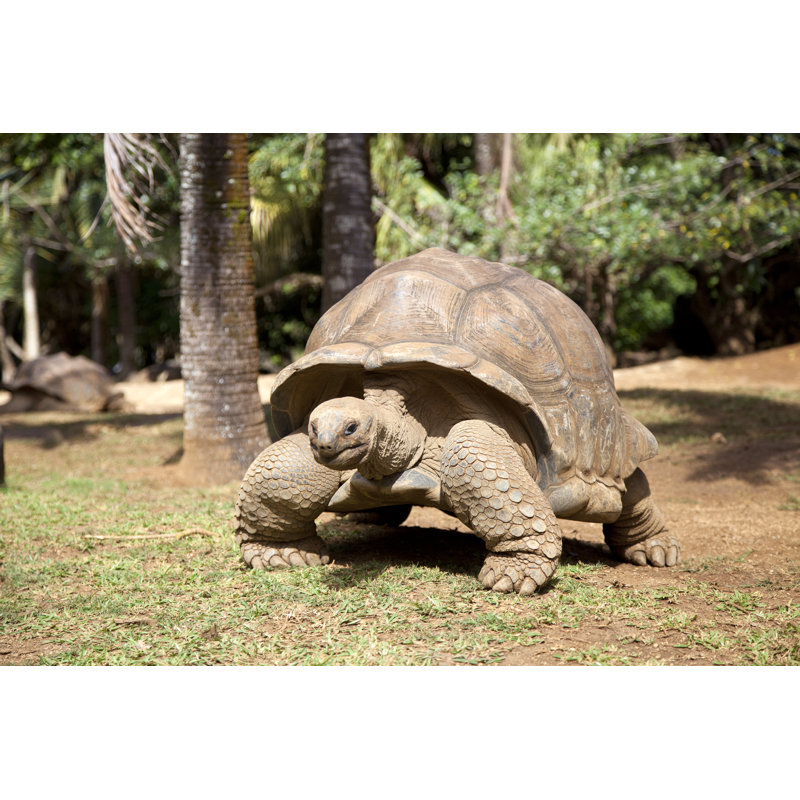 Turtle by Robertmandel - Wrapped Canvas Print, 51cm H x 76cm W
