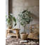 Eucalyptus artificiel dans un pot de poche-1670759525
