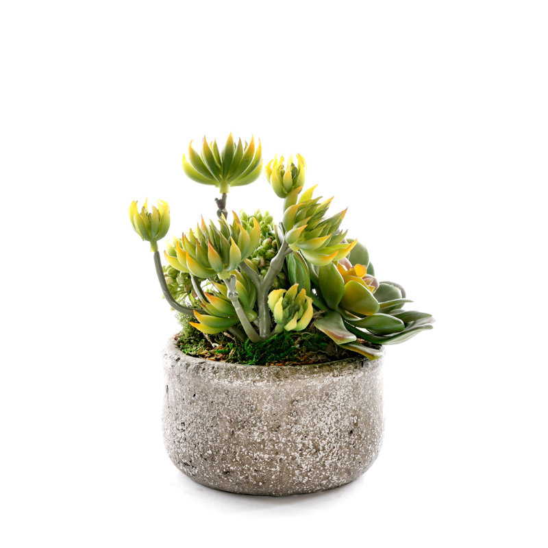 Faux Succulent Plant in Ceramic Planter