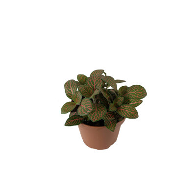 Fittonia Nerve Plant - Live Plant in a 4 Inch Pot - Fittonia Verschaffeltii 'Red' - Beautiful Air Purifying Indoor Houseplant
