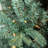 7.5 ft. Pre Lit Warm White LED Blue Spruce Tree