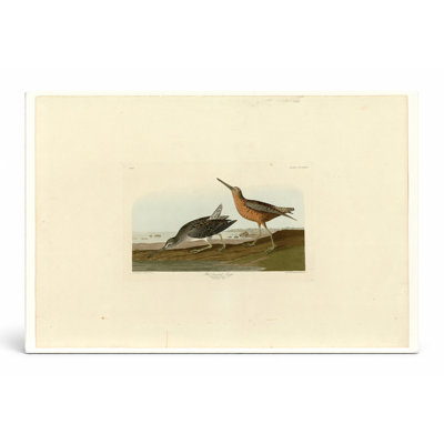 Bécasseau à poitrine rousse, plaque 335 - paysage, art mural sur toile