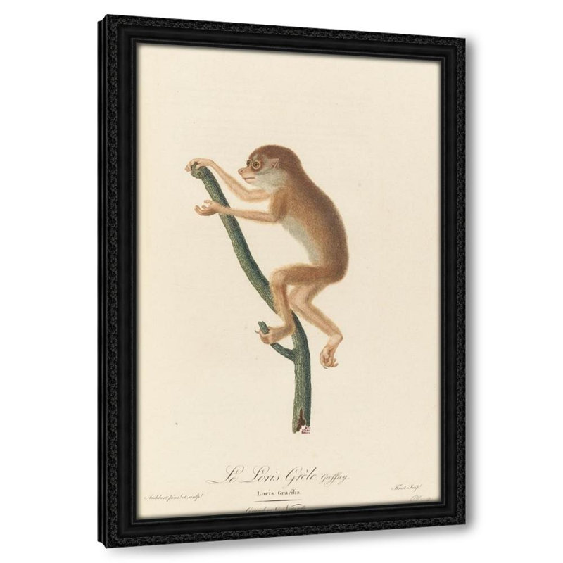 Le Loris grele (1797)