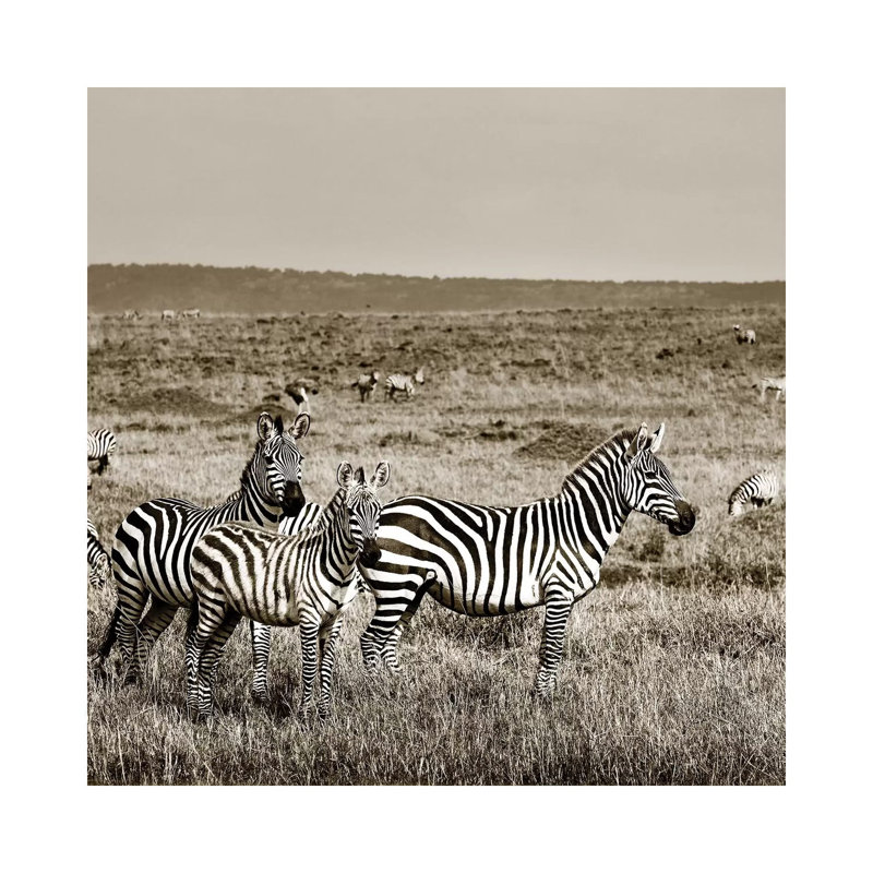 United Zebra Family by Klaus Tiedge - Wrapped Canvas Print, 45.72 cm H x 45.72 cm W x 1.91 cm D