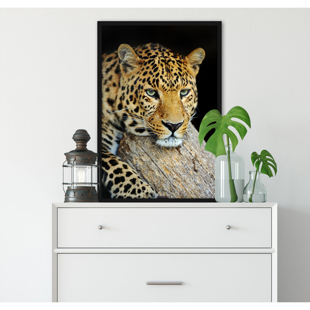 Gerahmtes Poster Ruhiger Leopard