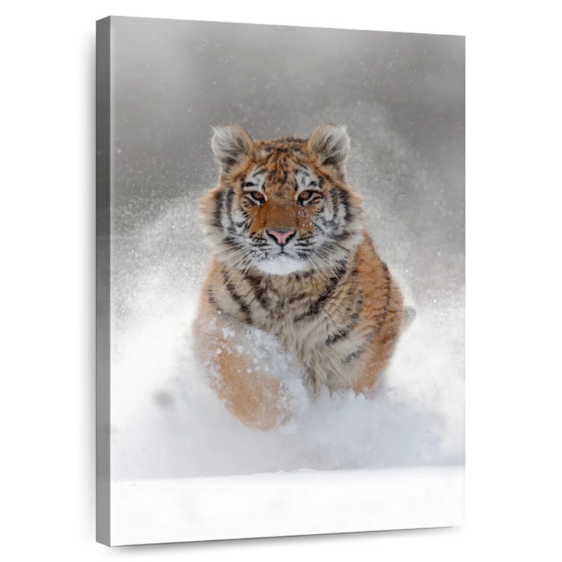 Brampt Amur Tiger, 30" H x 20" W