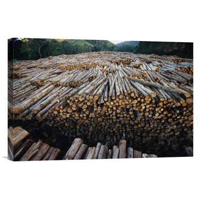Gum Tree Lumber, the World's Biggest Source of Eucalyptus Pulp for Paper, Atlantic Forest, Brazil' Photographic Print -  East Urban Home, URBP3113 41071339