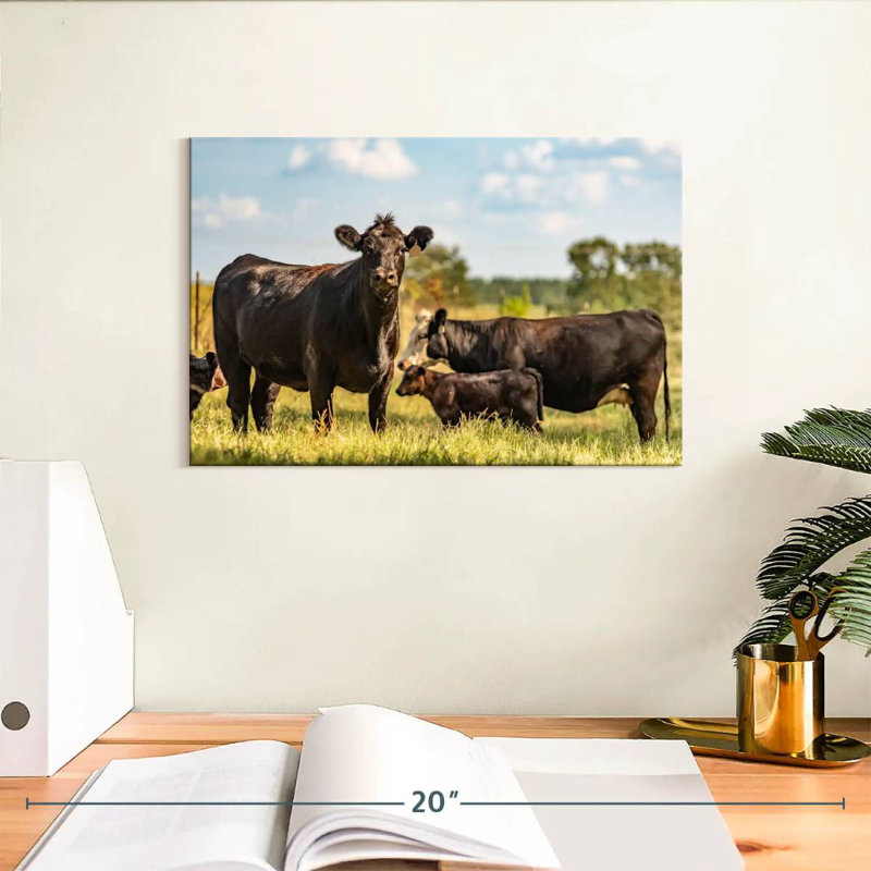 Brampt Grazing Angus Cows, 8" H x 12" W