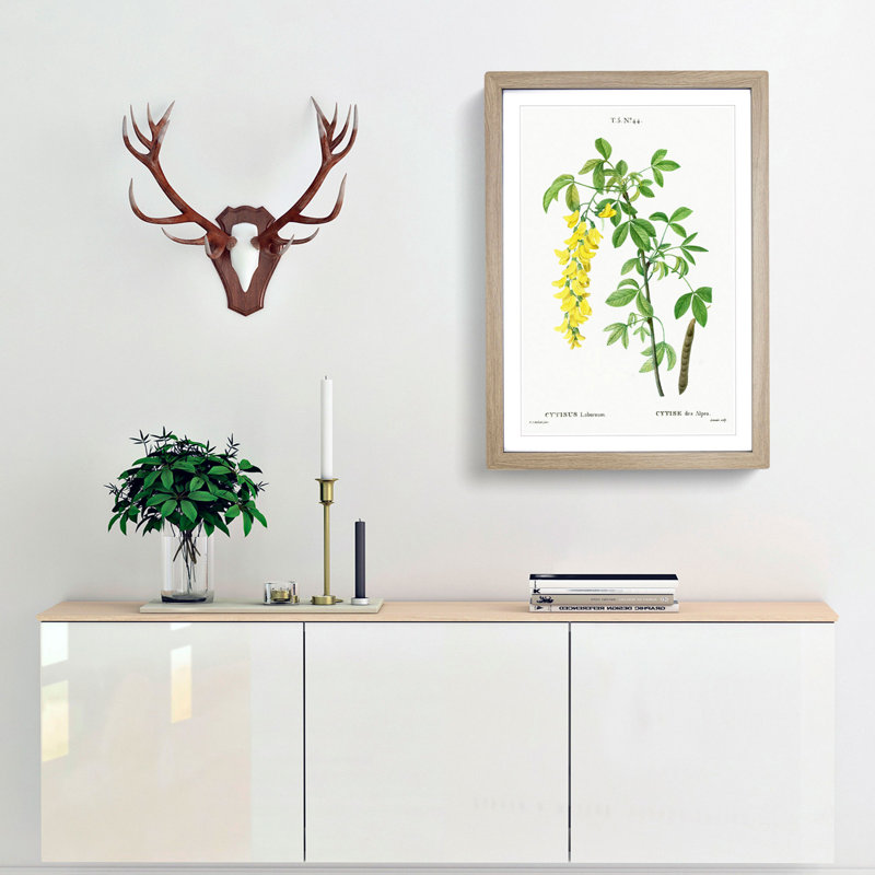 Laburnum Flowers in Yellow by Pierre-Joseph Redoute - Picture Frame Graphic Art Print, 48cm H x 36cm W x 2cm D, Oak Framed