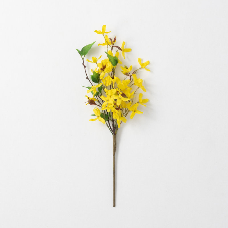 Tiges Mcnulty Forsythia