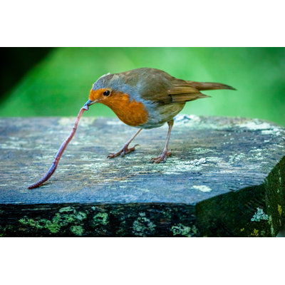 Robin Picking Up an Earthworm 1 Piece Wrapped Canvas Wall Art