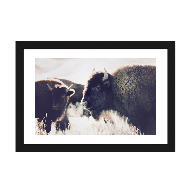 Photographie buffalo, H 16 po x l 24 po x P 1 po, Papier avec cadre noir