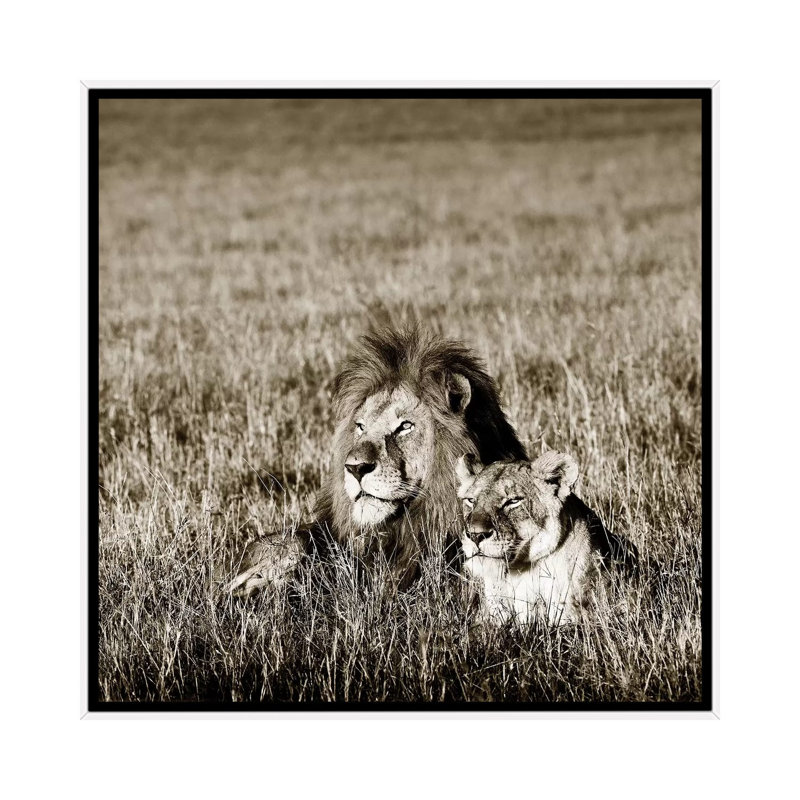 Contented Lion by Klaus Tiedge - Print on Canvas, 66.04 cm H x 66.04 cm W, White Framed