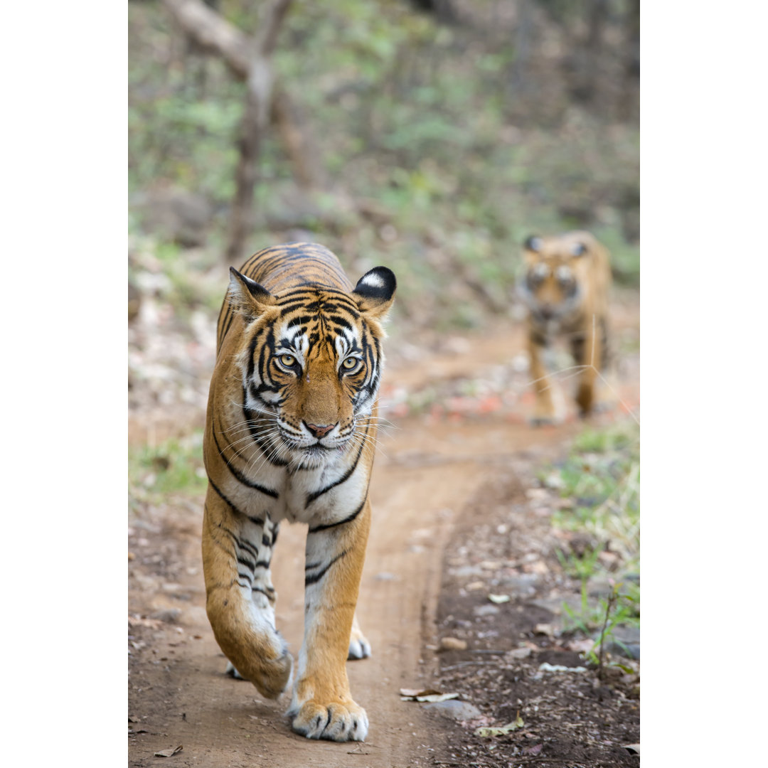 Bengalische Tiger (Panthera Tigris Tigris) Im Ranthambhore Nationalpark von Guenterguni - Kunstdrucke ohne Rahmen auf Le...