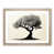 Oak selected