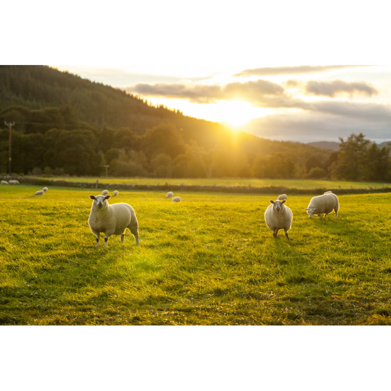 Sheeps in a Field - Photographie sur toile tendue, H 24 po x l 36 po
