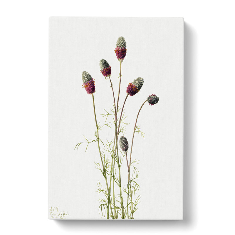 Purple Prairieclover by Mary Vaux Walcott - Wrapped Canvas Photograph - Wrapped Canvas, 76cm H x 50cm W x 3cm D
