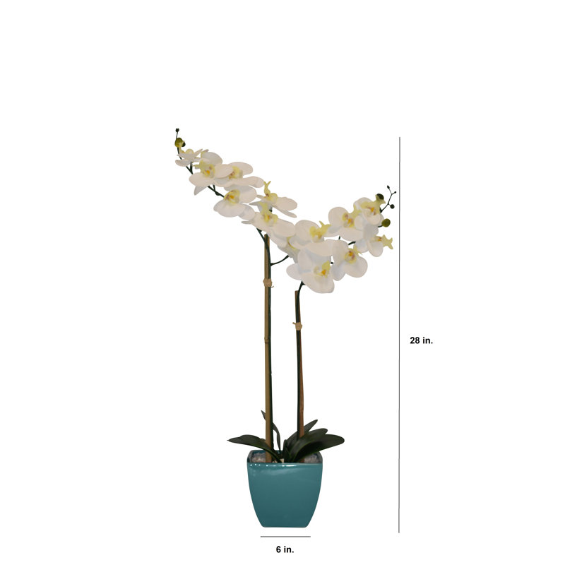Orchidées florales en pot, Turquoise, Orchidée blanche