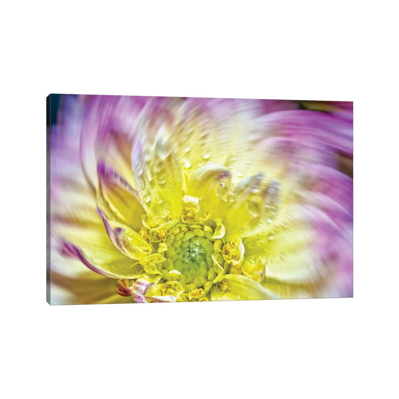 Spin Up Of A Yellow Dahlia - Wrapped Canvas Print, 66.04 cm H x 45.72 cm W