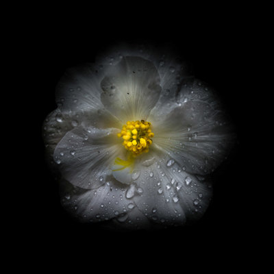 " White Petunia Detail II "